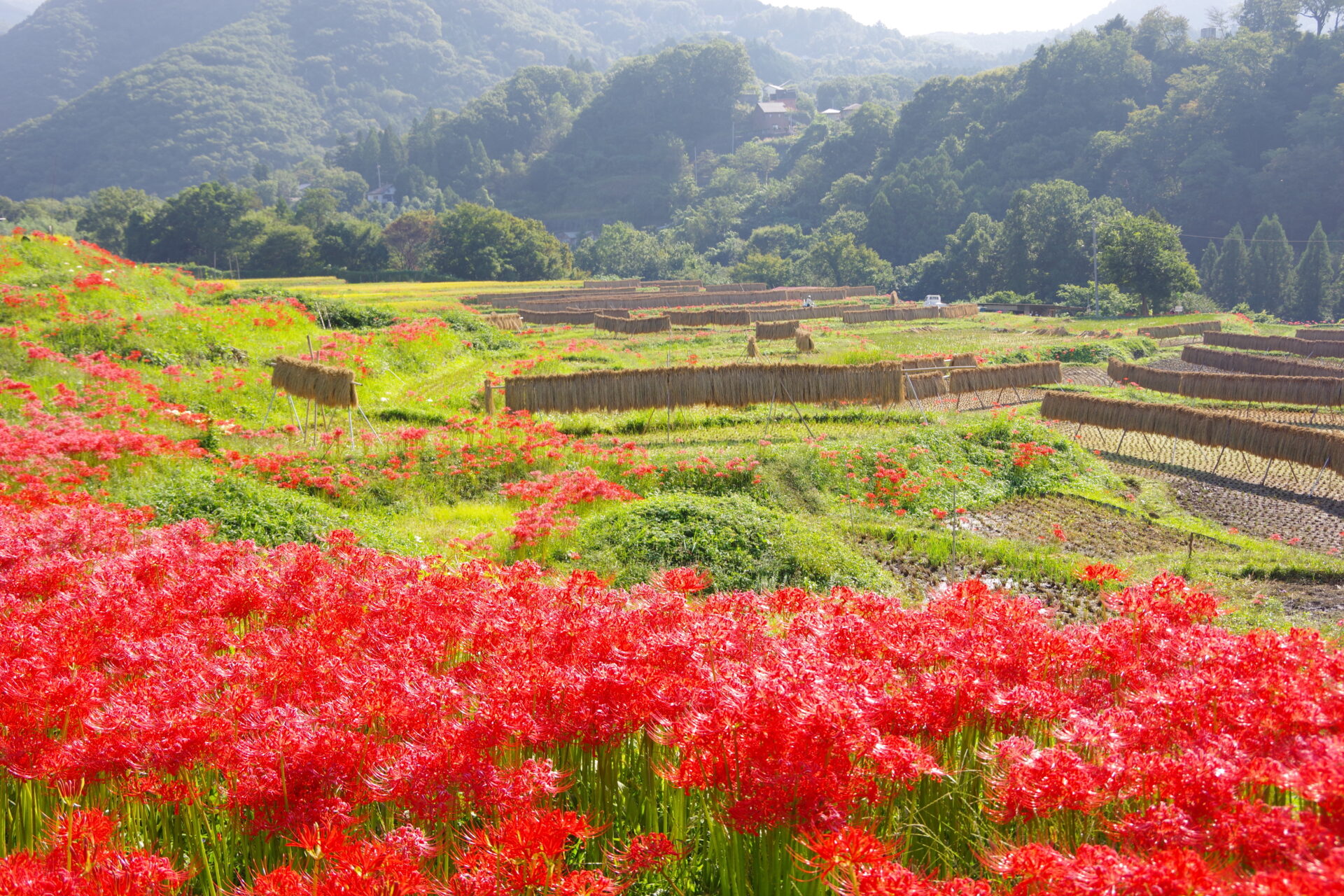 寺坂棚田 彼岸花まつり - 歩楽～里（ぶら～り）よこぜ