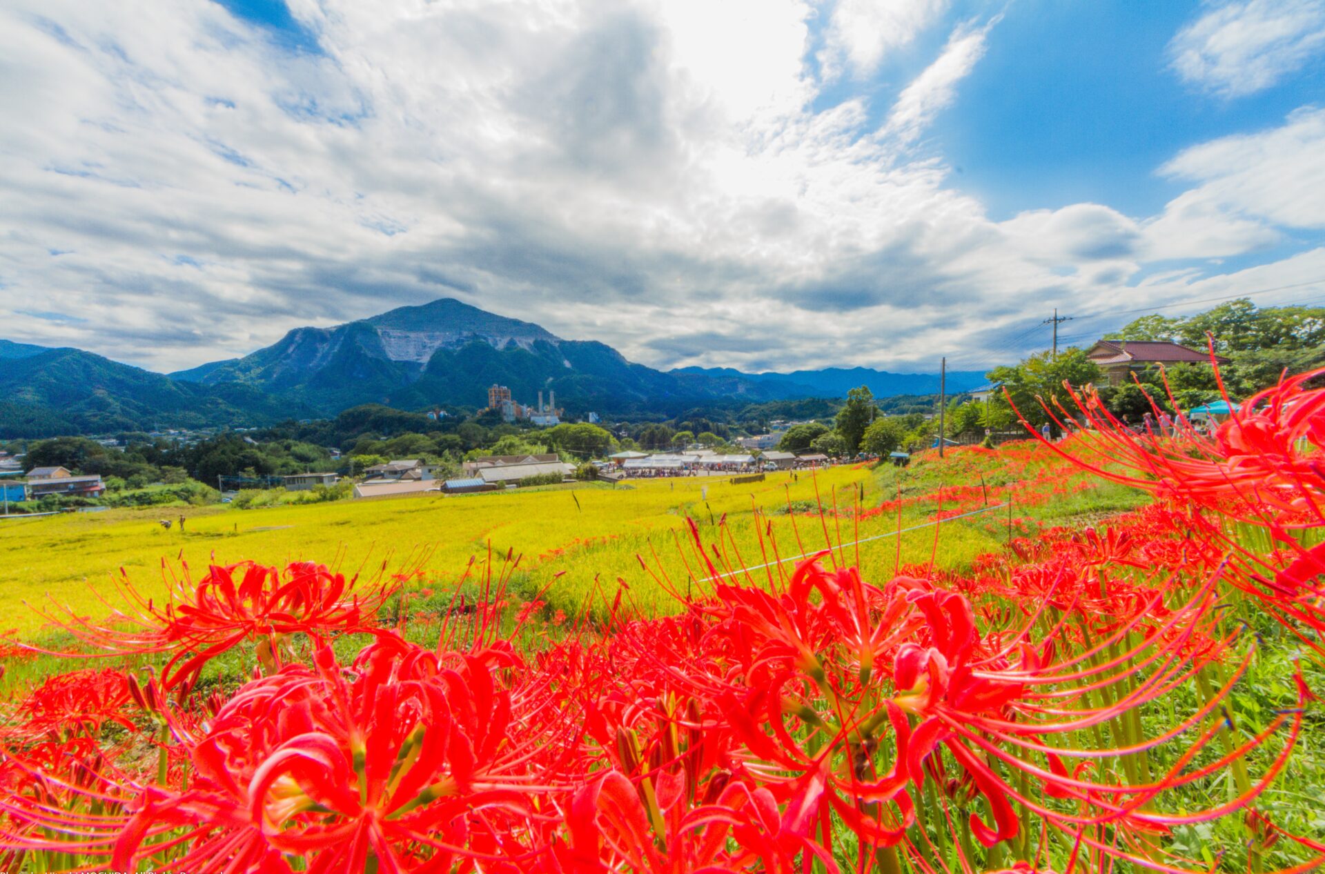 寺坂棚田 彼岸花まつり - 歩楽～里（ぶら～り）よこぜ
