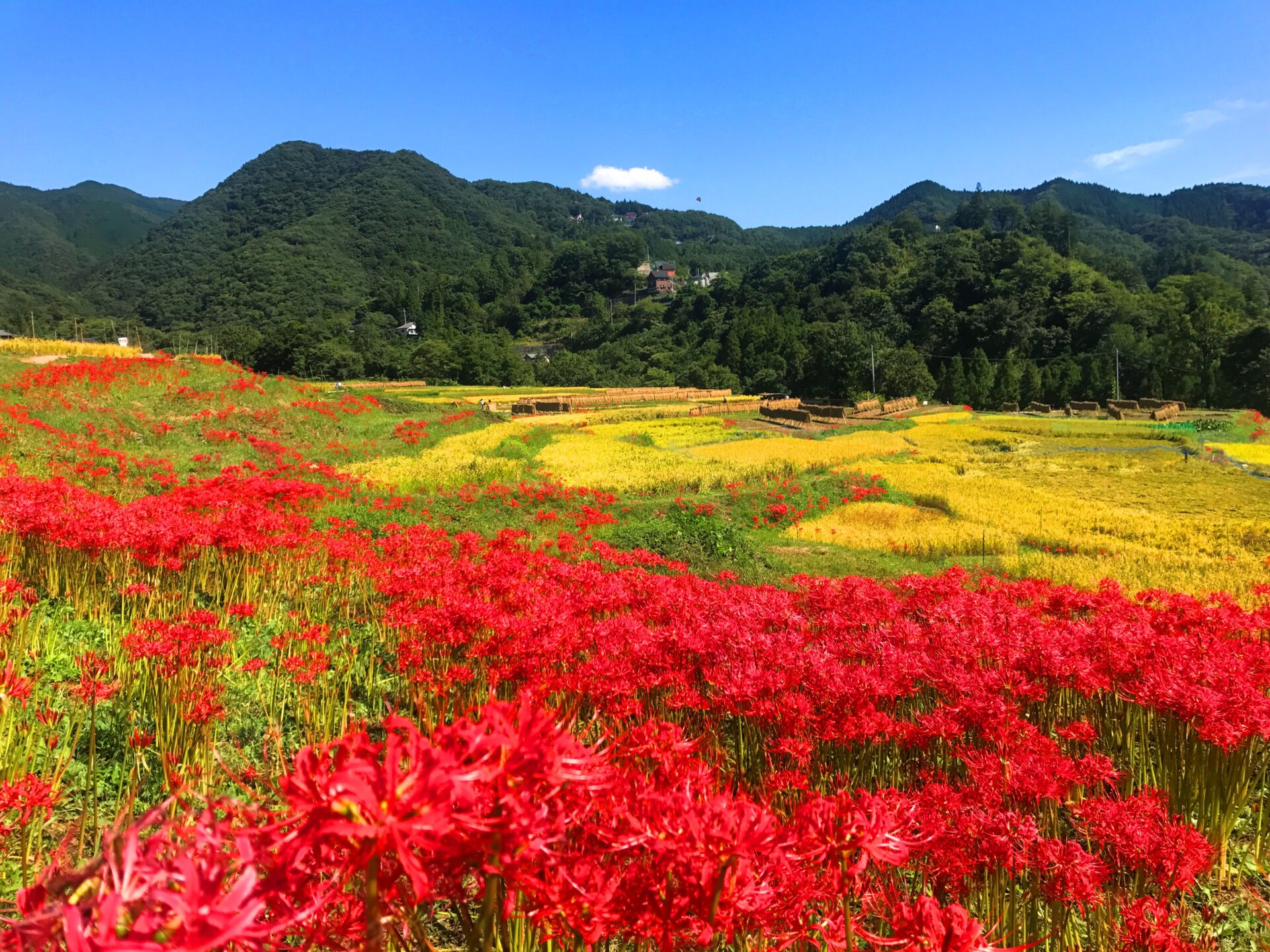 寺坂棚田 彼岸花まつり - 歩楽～里（ぶら～り）よこぜ