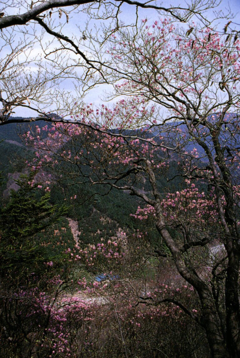 古峯神社のアカヤシオ自生地