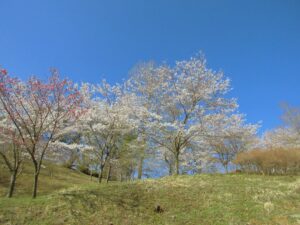 CIMG0425