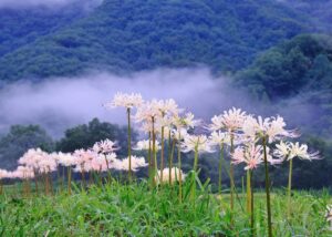 雨あがり