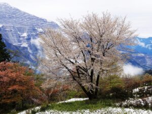 名残の雪