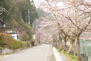 桜　町民グラウンド１