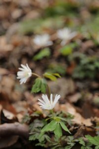 2015329山の花道アズマイチゲ