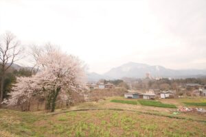 桜　寺坂一本桜 (2)