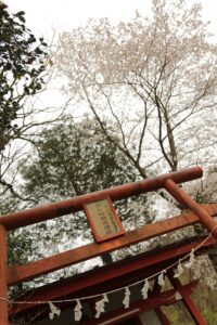 桜　山んね稲荷神社(1)150404