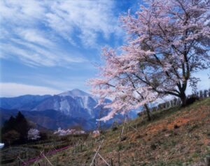 春の山の花道