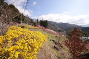 日向山　里山の風景 1 20150402