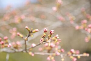 山の花道　桜1 (1)