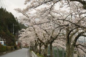 桜　町民グラウンド150404